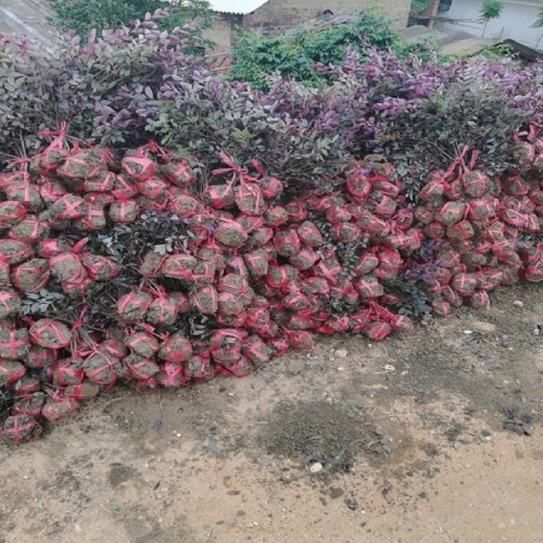 红花继木小毛球价格   红花继木杯苗价格 红花继木小苗