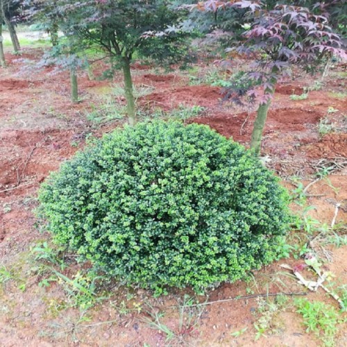 龟甲冬青球价格 50-80-100-120公分龟甲冬青球