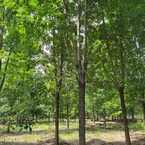 白蜡树 行道树白腊苗 乔木白腊小苗