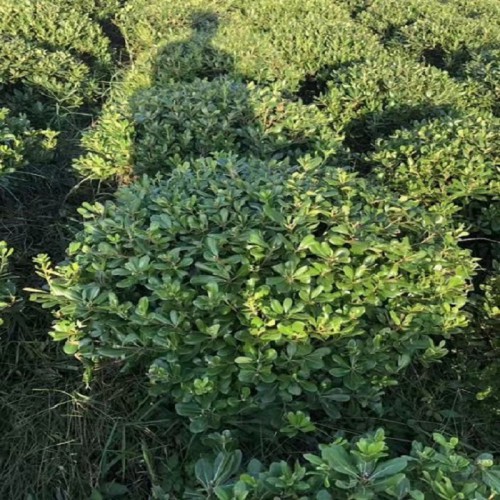 海桐球价格 80-100-120-200公分海桐球