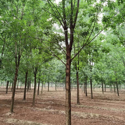 园林绿化白蜡 风景树速生白蜡 白腊树工程苗