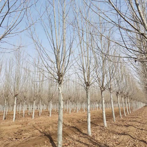 法桐 速生法桐基地 法桐价格