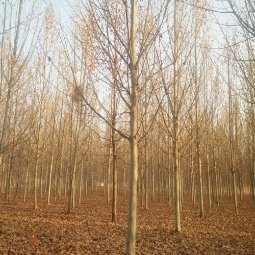 绿化18公分法桐 速生法桐小苗 四季常青法桐树苗