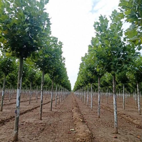 法桐苗圃 庭院观赏法桐小苗 绿化苗木法桐树苗