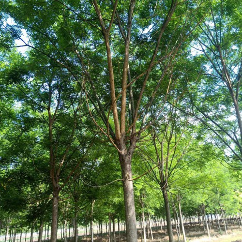 园林绿化乔木国槐 速生国槐树苗 13公分国槐