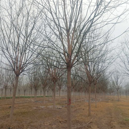 速生国槐苗 老式国槐 绿化国槐树苗