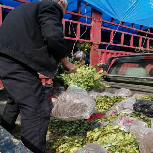 中华蚊母小苗价格 蚊母小苗价格 中华蚊母价格 小叶蚊母