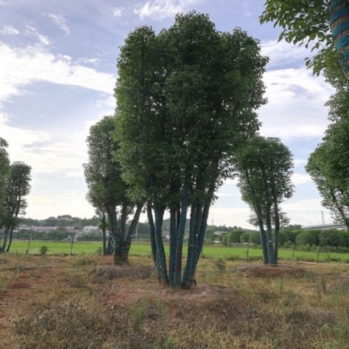 香樟 香樟树  香樟树价格 多杆香樟 全冠香樟树 大小香樟树
