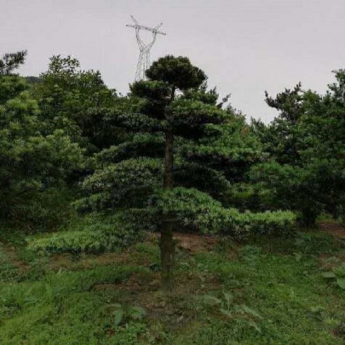 造型罗汉松价格 罗汉松桩价格 罗汉松桩景价格 罗汉松价格