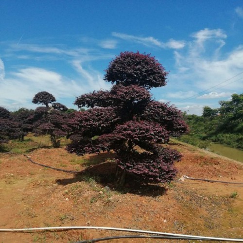 红花继木桩价格  12-15-18-20-30公分红花继木桩