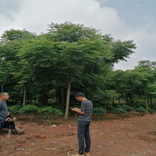 栾树价格 5-8-10-12-15-18公分栾树