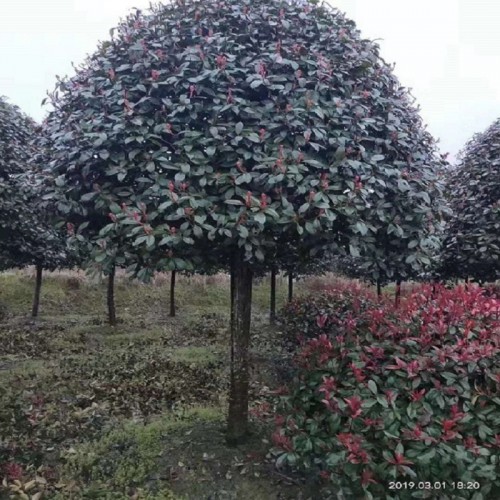 红叶石楠树价格 6-8-10-12-15公分红叶石楠树