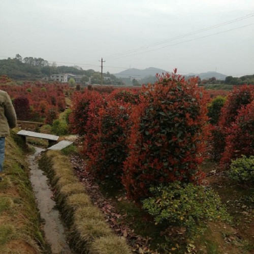 红叶石楠柱价格 50-80-100公分红叶石楠柱
