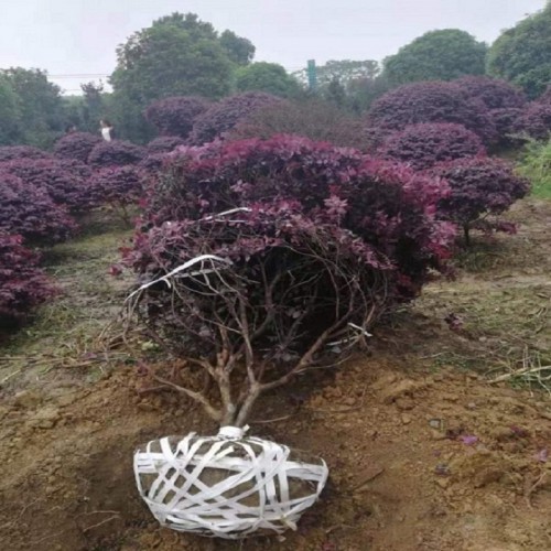 红花继木球价格  80-100-120-280公分红花继木球