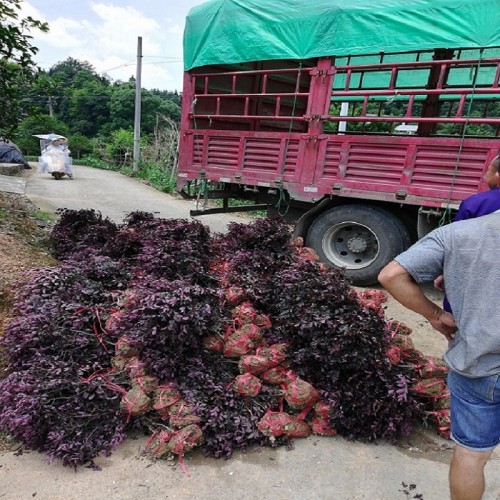 红花继木小毛球价格   红花继木杯苗价格 红花继木小苗