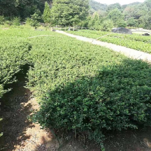 龟甲冬青  龟甲冬青小苗价格 龟甲冬青球 龟甲冬青小毛球