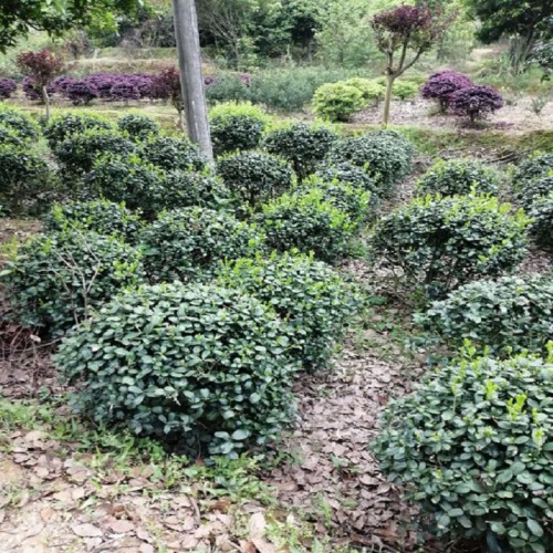 无刺枸骨球价格 无刺枸骨小苗价格 规格齐全