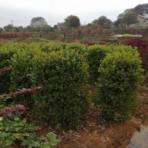 法国冬青柱价格 冬青柱价格 珊瑚柱价格 法国冬青