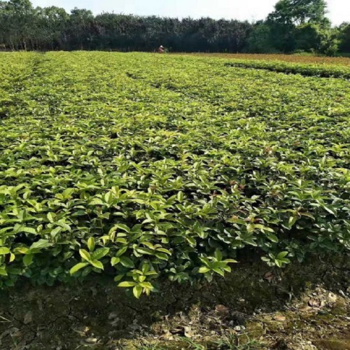 月月桂小苗价格 月月桂色块苗 四季桂桂价格