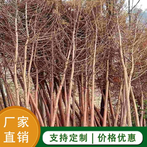 落羽杉 落羽杉厂家