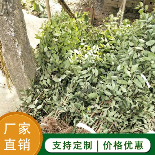 榉树 榉树苗基地