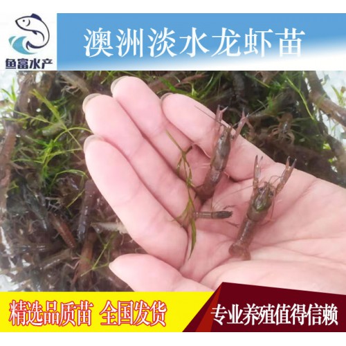 澳洲淡水龙虾苗 虾场直销
