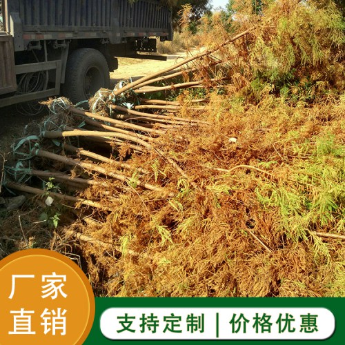 池杉 池杉树厂家