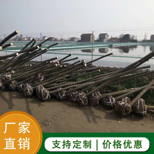 榉树 榉树苗 红榉树