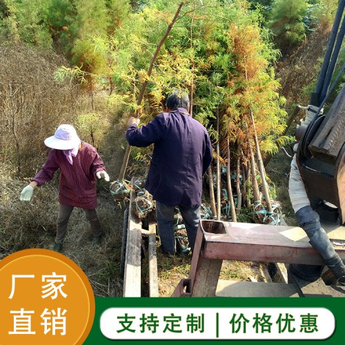 池杉  池杉种子厂家