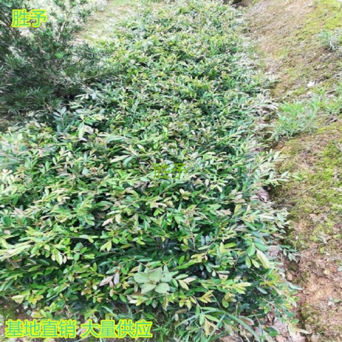 中华蚊母小苗价格 蚊母小苗价格 中华蚊母价格 小叶蚊母