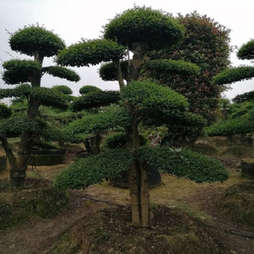 女贞桩 小叶女贞桩 小叶女贞价格 小叶女贞球 造型小叶女贞