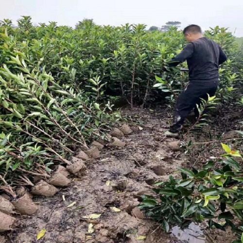 法国冬青价格 冬青价格 珊瑚价格 100-200公分法国冬青