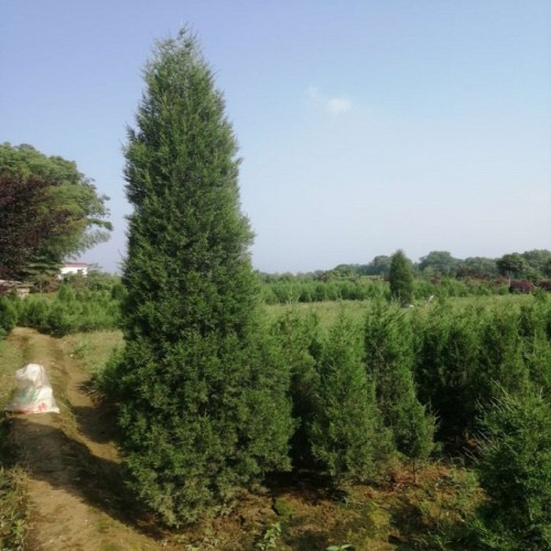 松柏树价格 100-120-150-400公分高松柏树 塔柏