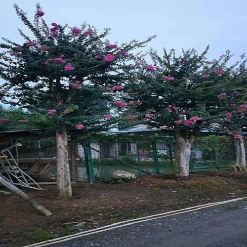 紫薇价格 10-30公分紫薇桩景 紫薇盆景 造型紫薇古桩