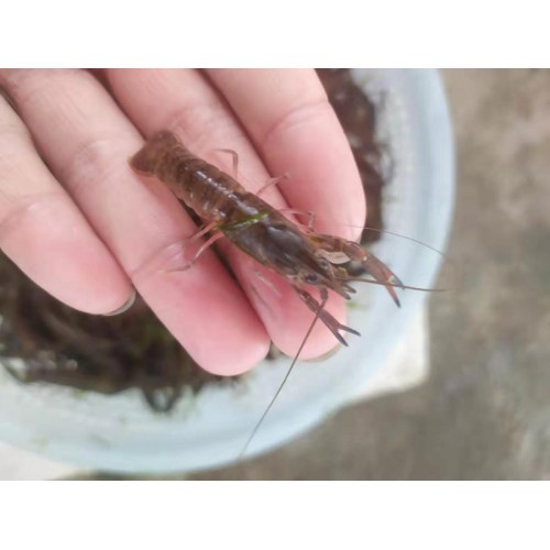 澳龙苗 澳洲小龙虾苗供应 价格实惠