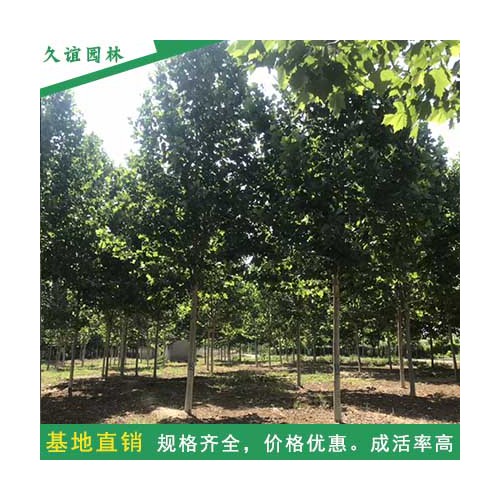 速生法国梧桐树 造型法桐 全冠法桐