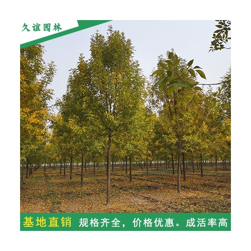 速生白蜡 金叶白蜡 原生冠白蜡