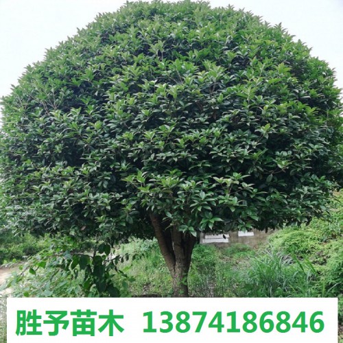 桂花树价格 12-15-18-20-25-30公分桂花树