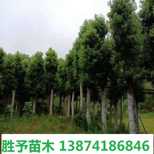 香樟树价格 10-12-15-18-20-25-30公分香樟