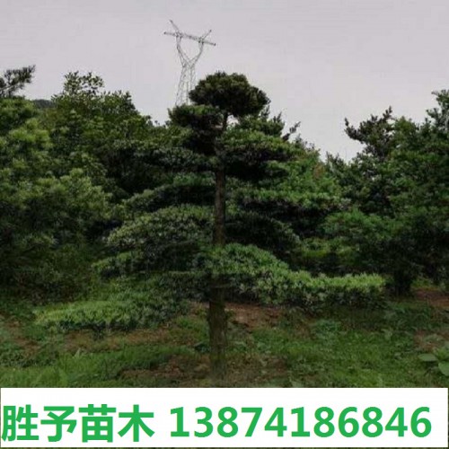 造型罗汉松 罗汉松桩 15-18-20-30公分罗汉松桩