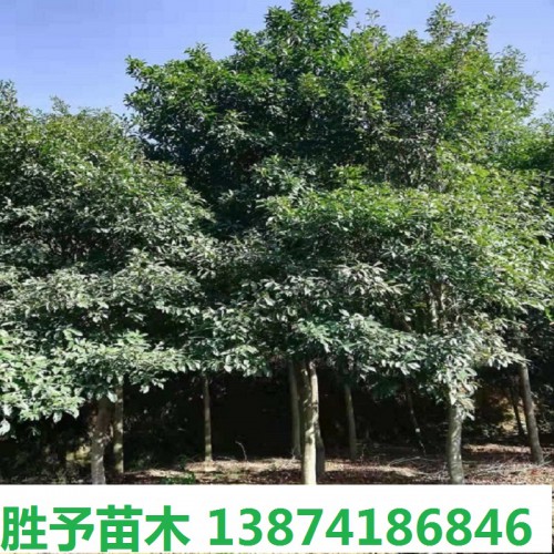 杜英树价格 8-10-12-15-18-20公分杜英树