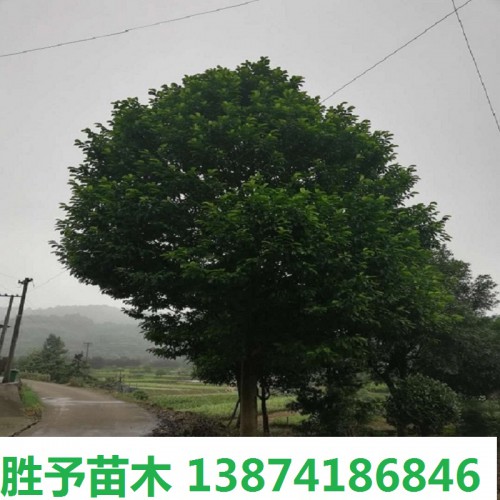 乐昌含笑价格 景叶白兰 5-8-10-12-15公分乐昌含笑