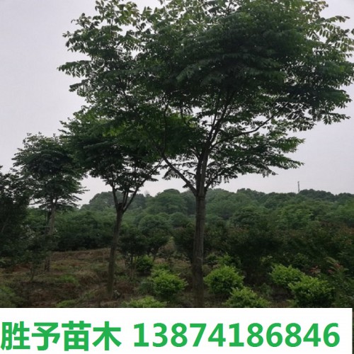 栾树价格 5-8-10-12-15-18公分栾树