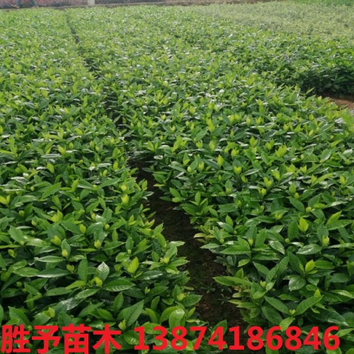 大叶栀子花小苗价格 大叶栀子花杯苗  大叶栀子价格