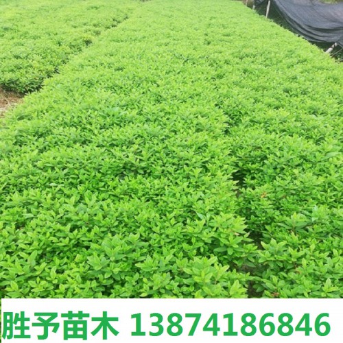 春鹃价格 春鹃小苗价格 杜鹃小苗 毛鹃小苗