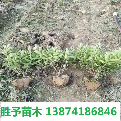 春鹃价格 春鹃小毛球价格 杜鹃小毛球 毛鹃小毛球