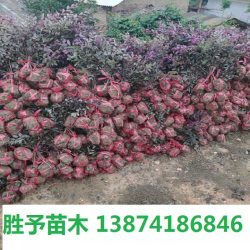 红花继木小毛球价格   红继木小毛球  红桎木小毛球