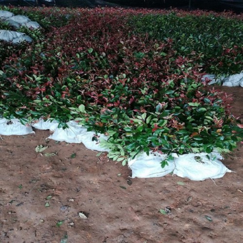 红叶石楠杯苗价格 红叶石楠价格 红叶石楠