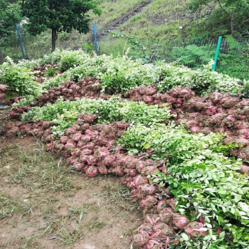 金森女贞小毛球价格 金森女贞价格   金森女贞