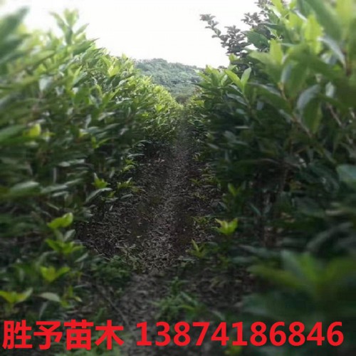 法国冬青价格 冬青价格 珊瑚价格 100-200公分法国冬青